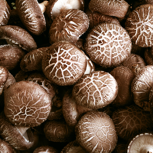 [화엄골표고버섯] 지리산이 키운 생표고버섯